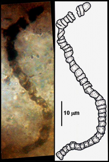 Археи и бактерии из Австралии возрастом 3,5 млрд лет доказывают, что жизнь на Земле появилась раньше, чем предполагалось - 1